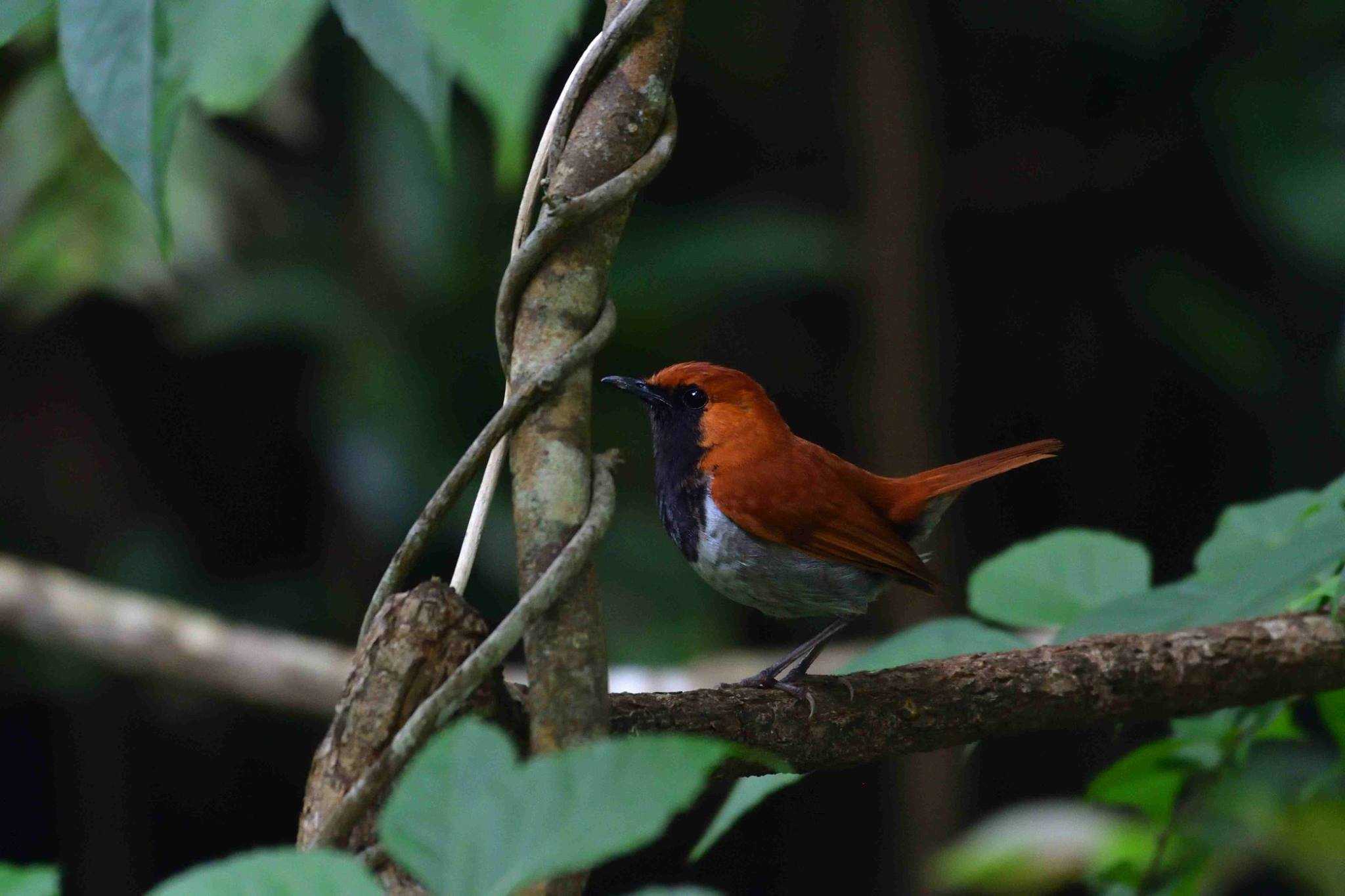 Photo of Okinawa Robin at Kunigamison by やなさん