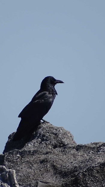 2021年4月19日(月) 城ヶ島公園の野鳥観察記録