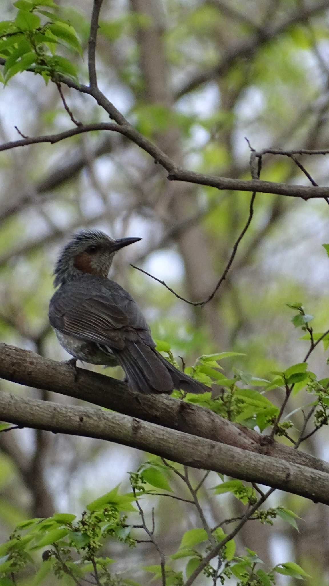 Brown-eared Bulbul