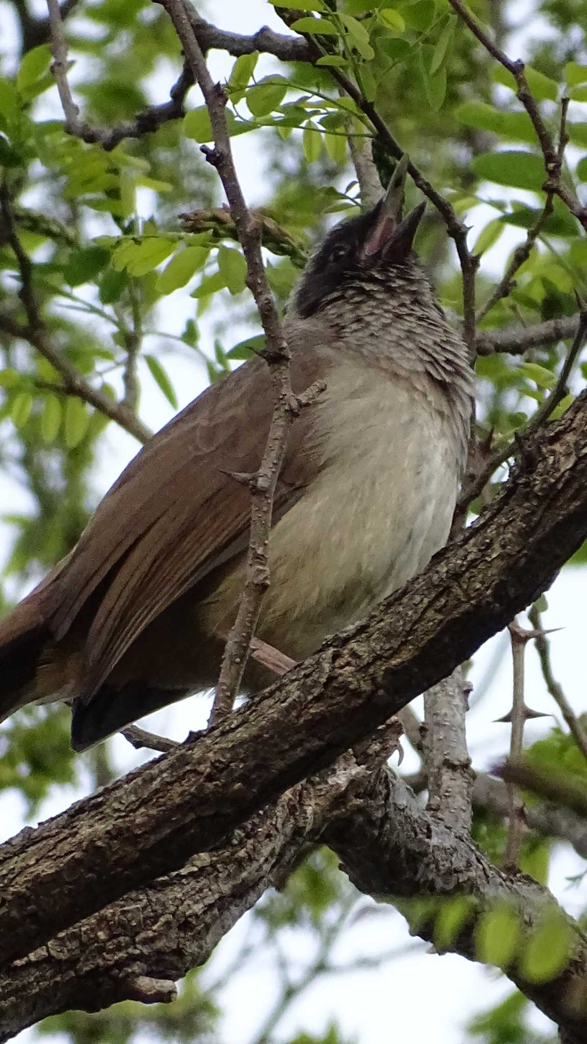 Masked Laughingthrush