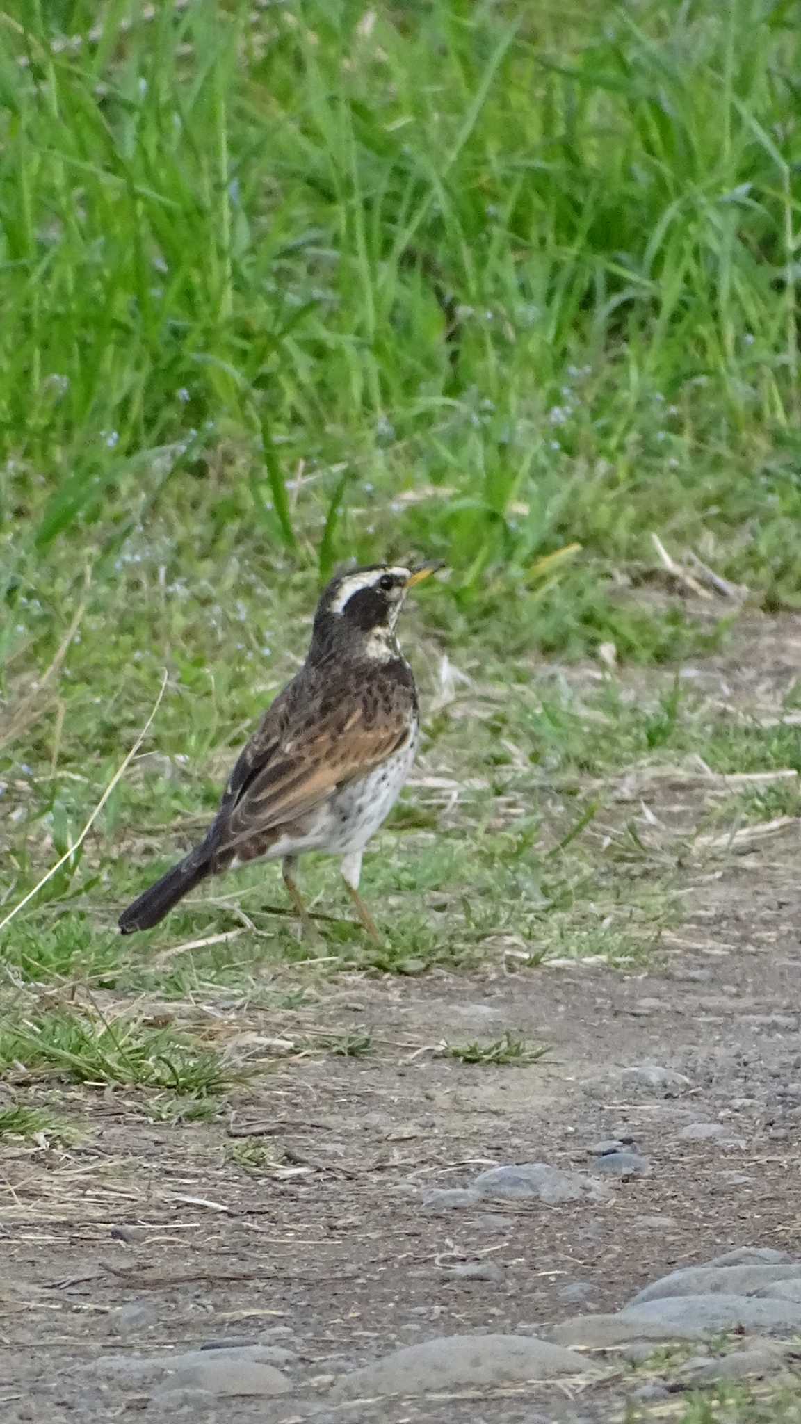 Dusky Thrush