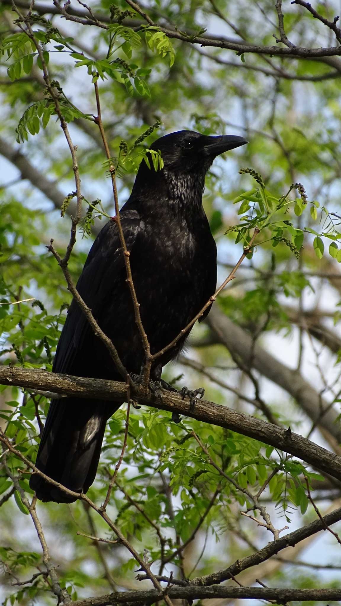 Carrion Crow