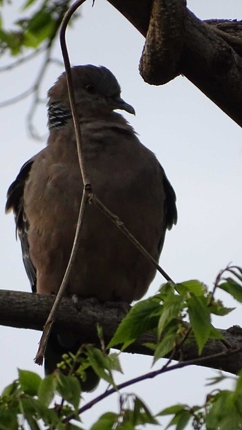 2021年4月12日(月) 多摩川の野鳥観察記録