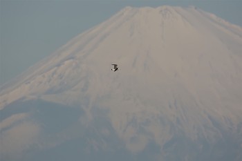 ウミネコ 城ヶ島 2017年2月22日(水)