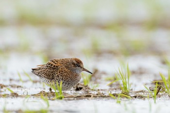 Sharp-tailed Sandpiper 福岡県 鞍手町 Sun, 4/18/2021