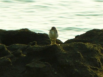 2021年4月17日(土) 三浦海岸の野鳥観察記録