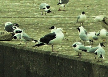 2021年4月17日(土) 野比海岸の野鳥観察記録