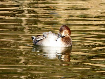 ホシハジロ 都立浮間公園 2017年2月22日(水)