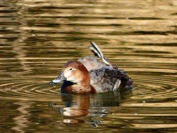 ホシハジロ 都立浮間公園 2017年2月22日(水)