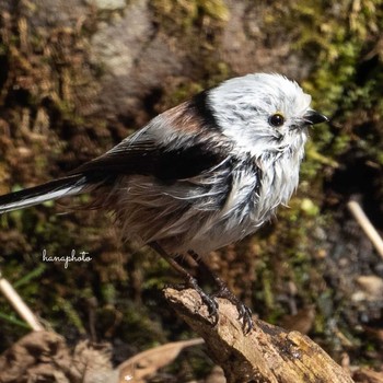 Long-tailed tit(japonicus) 北海道 Fri, 4/16/2021