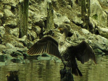 2021年4月17日(土) 轡堰の野鳥観察記録