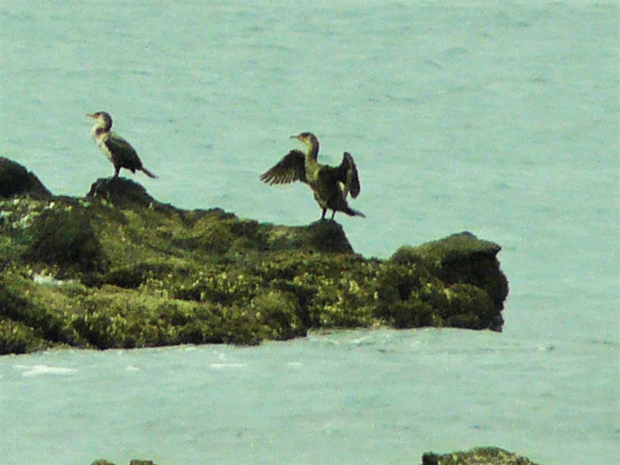 Photo of Great Cormorant at 長井 by koshi