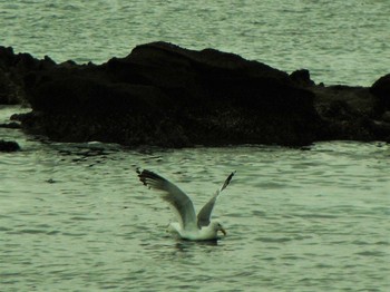 Sat, 4/17/2021 Birding report at 長井