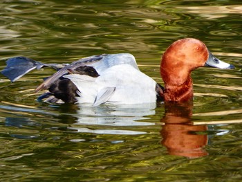 ホシハジロ 都立浮間公園 2017年2月22日(水)