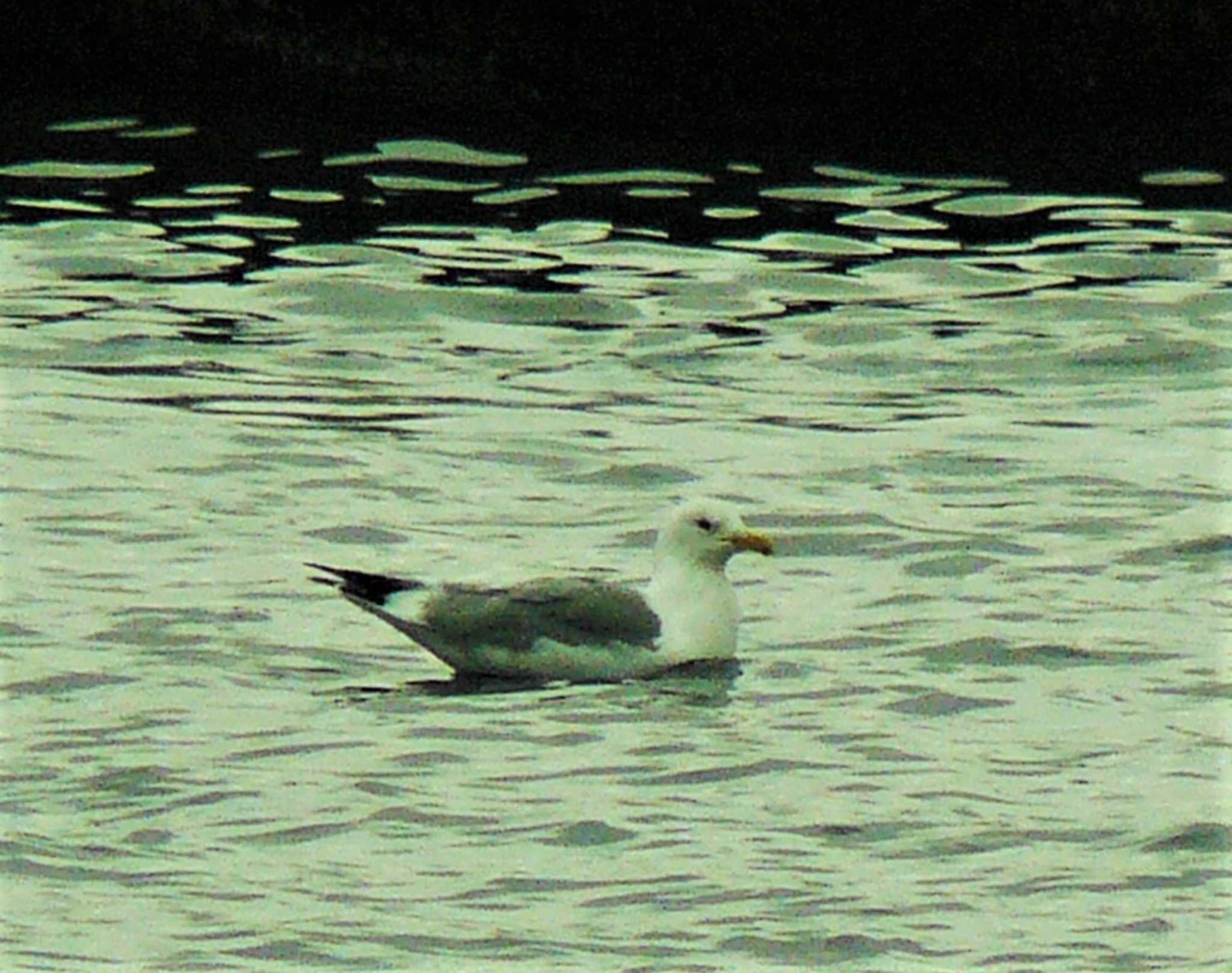 Photo of Vega Gull at 長井 by koshi