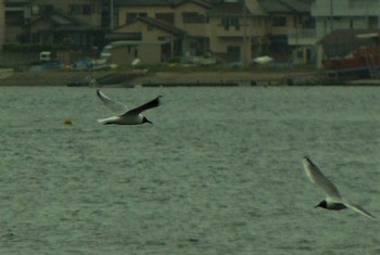 ユリカモメ 長井 2021年4月17日(土)