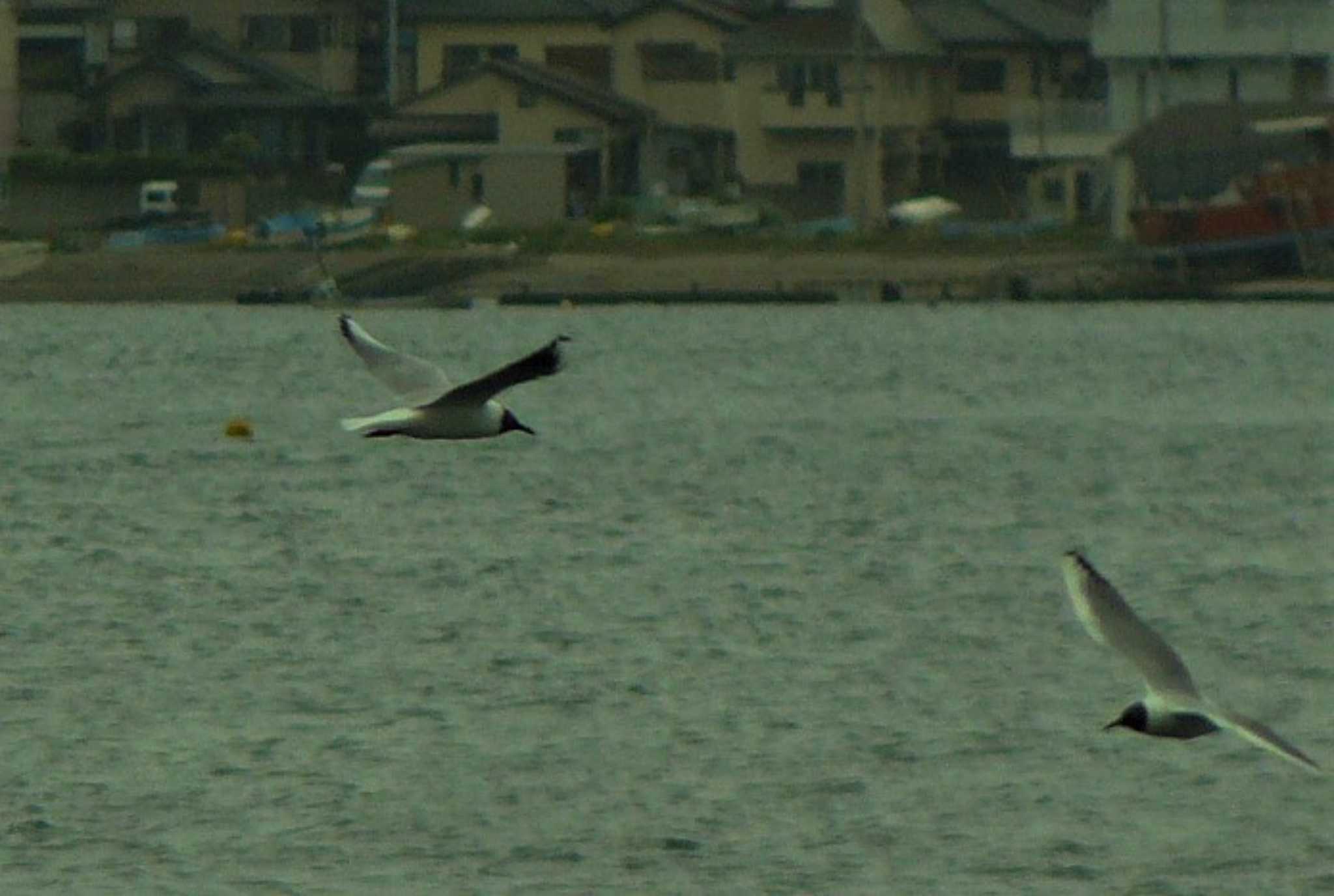 Black-headed Gull