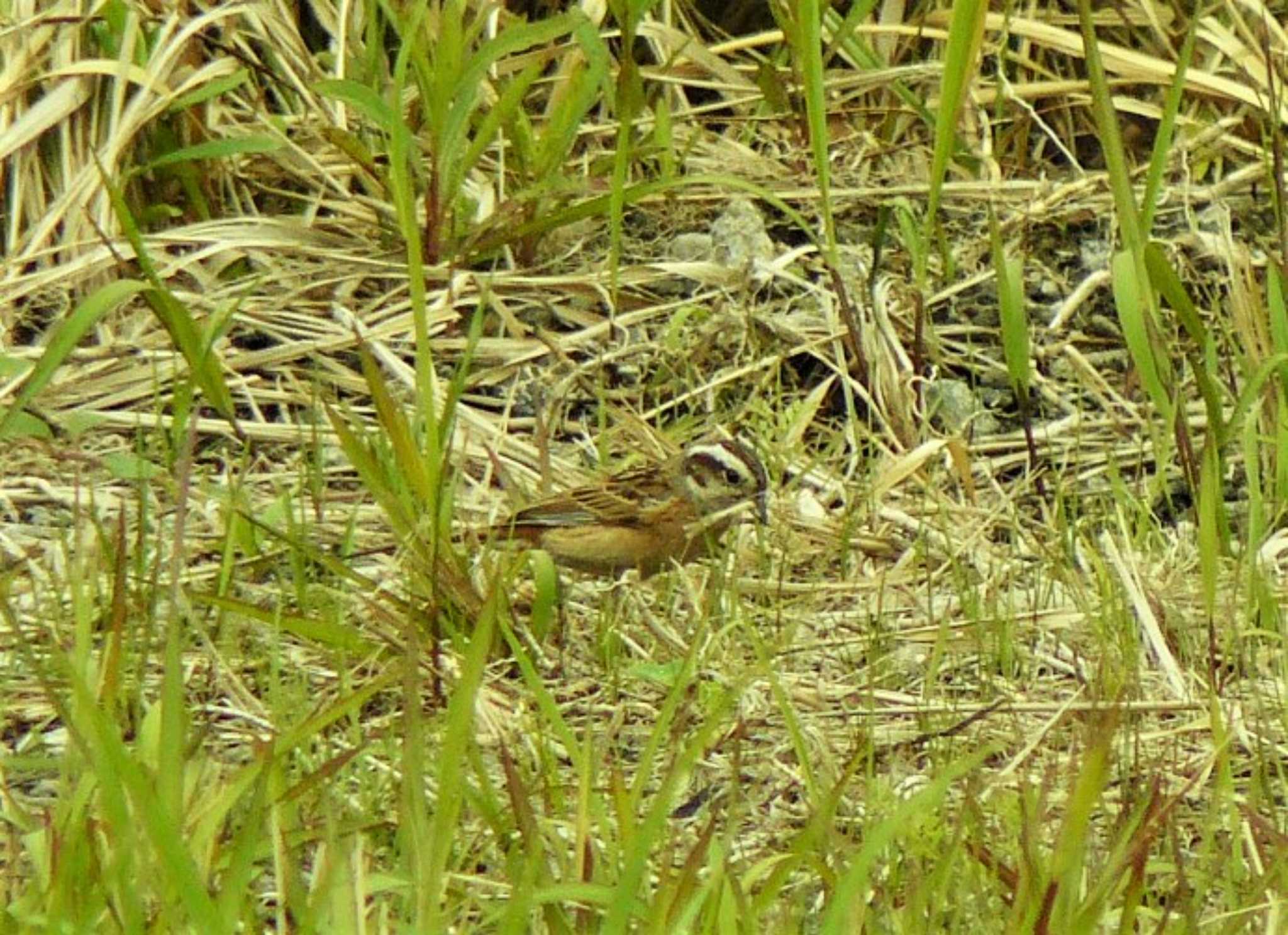 Meadow Bunting