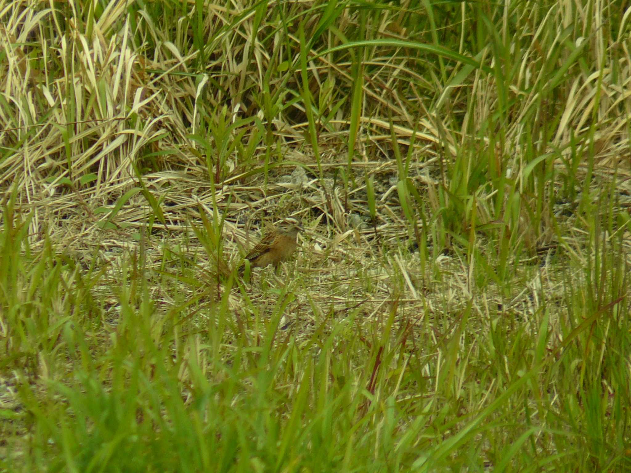 Meadow Bunting