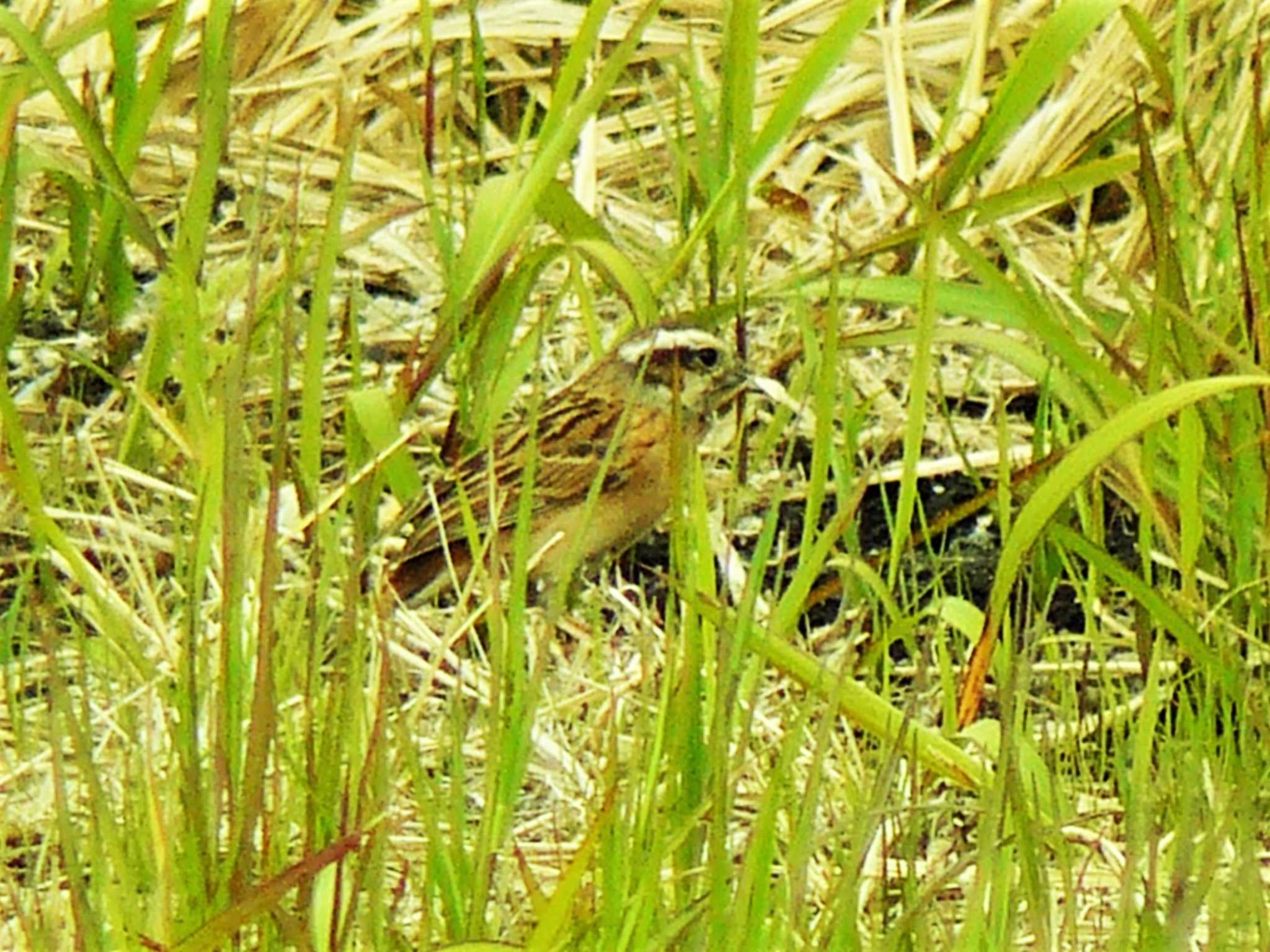 Meadow Bunting