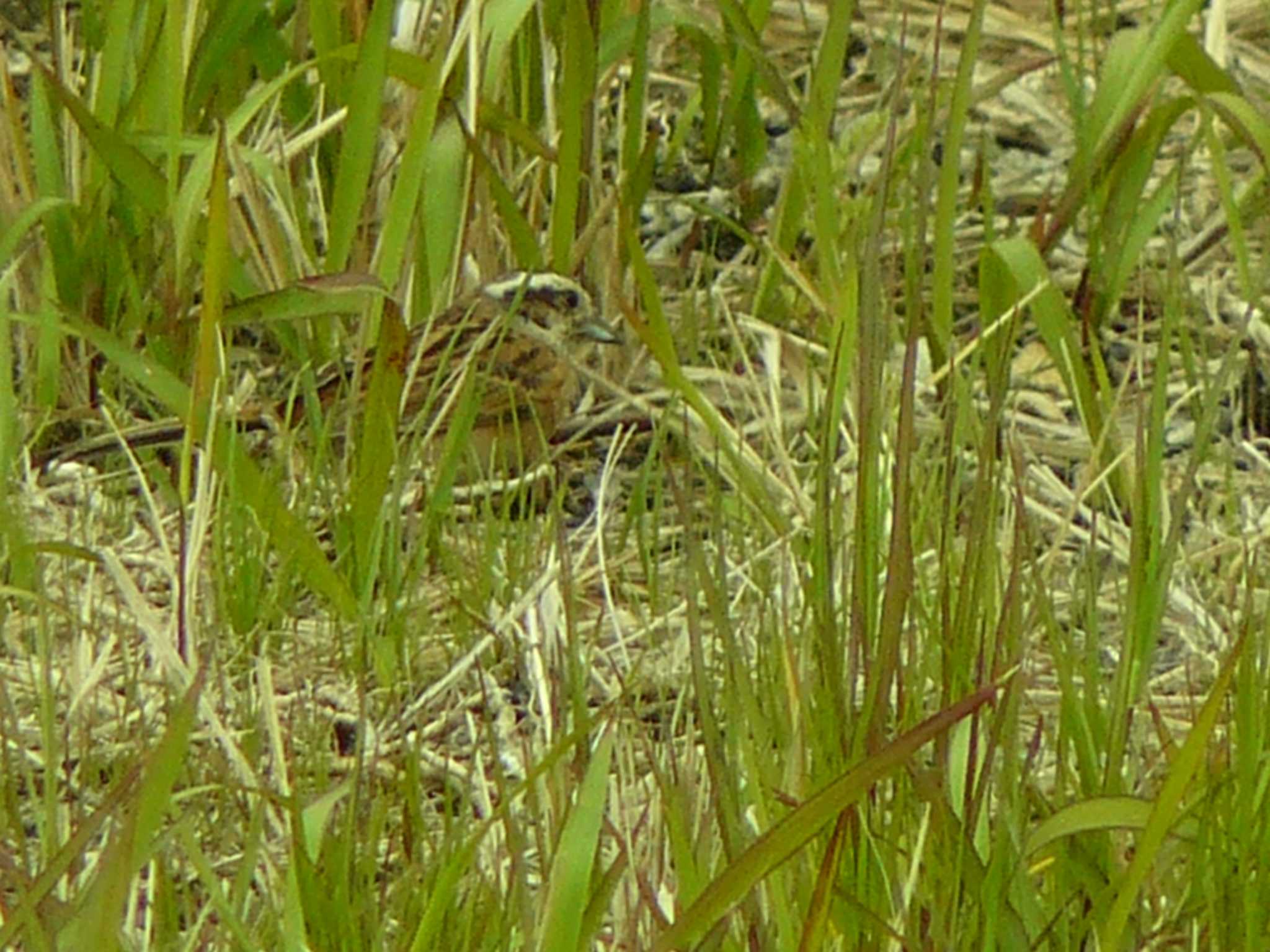 Meadow Bunting