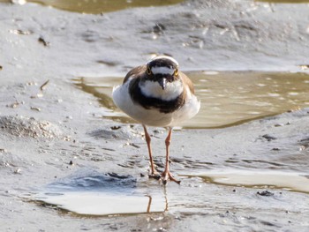 Little Ringed Plover Kasai Rinkai Park Sat, 4/3/2021