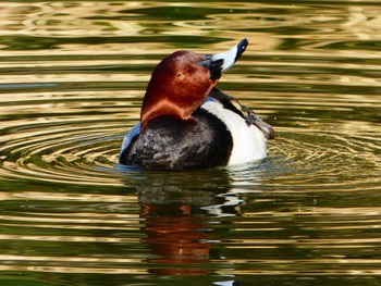 ホシハジロ 都立浮間公園 2017年2月22日(水)