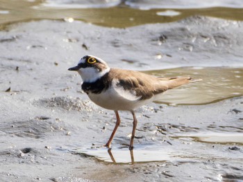 Little Ringed Plover Kasai Rinkai Park Sat, 4/3/2021