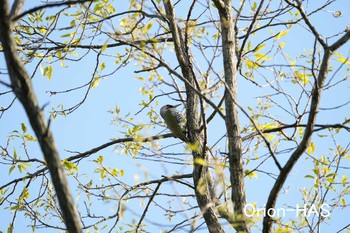 Japanese Green Woodpecker 東京都多摩地域 Mon, 4/19/2021