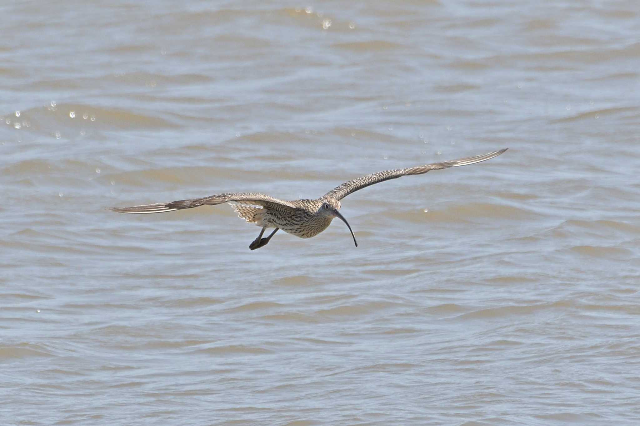 相模川 ホウロクシギの写真 by Tosh@Bird