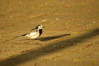 White Wagtail Unknown Spots Tue, 4/20/2021