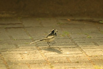 White Wagtail Unknown Spots Tue, 4/20/2021