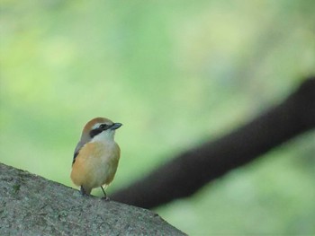 2021年4月20日(火) 三ツ池公園(横浜市鶴見区)の野鳥観察記録