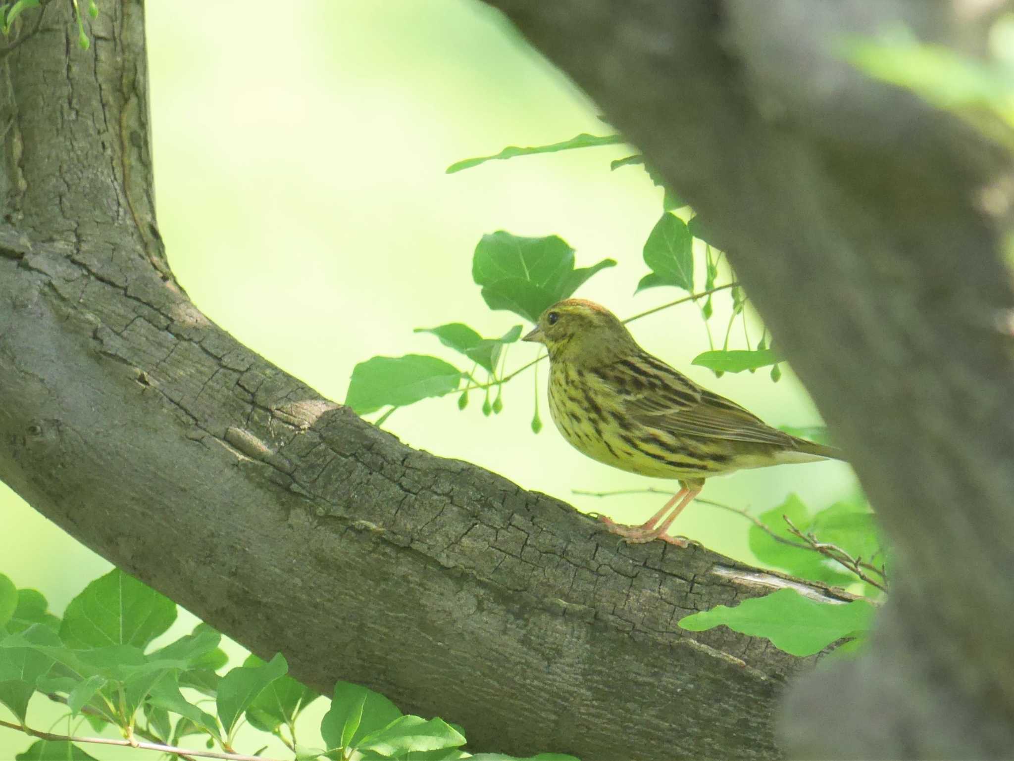 Photo of Masked Bunting at Mitsuike Park by 丁稚