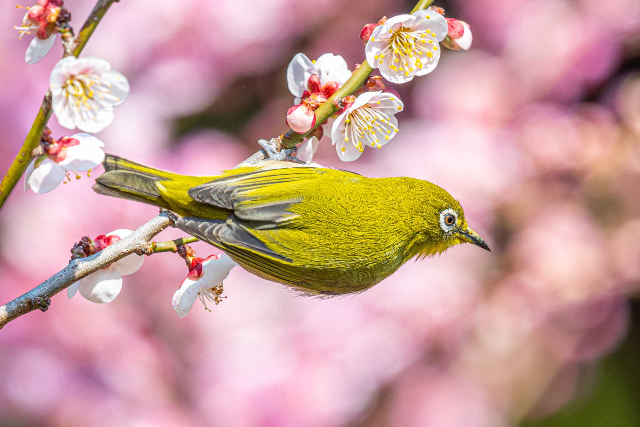 Photo of Warbling White-eye at Akashi Park by ときのたまお