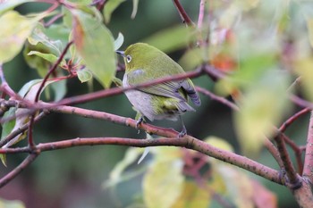 Warbling White-eye 相楽園 Sat, 3/6/2021