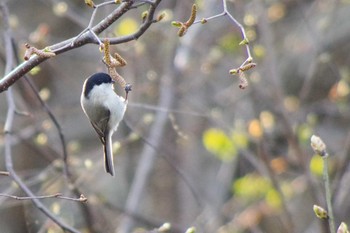 ハシブトガラ 福井緑地(札幌市西区) 2021年4月20日(火)