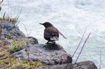 2021年4月20日(火) 福井緑地(札幌市西区)の野鳥観察記録