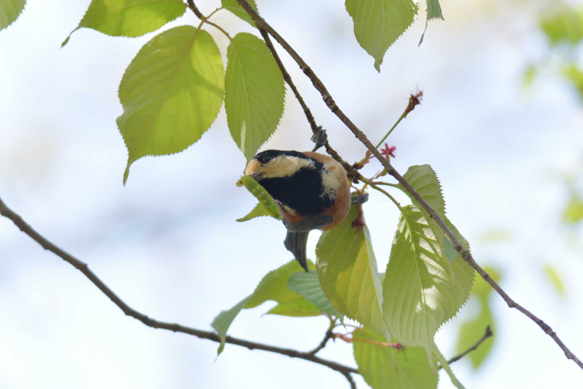 三重県上野森林公園 ヤマガラの写真 by masatsubo