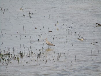 オグロシギ 大阪南港野鳥園 2021年4月20日(火)