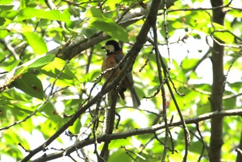 Varied Tit Osaka Nanko Bird Sanctuary Tue, 4/20/2021