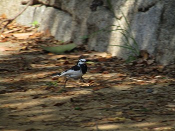 ハクセキレイ 大阪南港野鳥園 2021年4月20日(火)