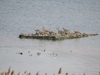 チュウシャクシギ 大阪南港野鳥園 2021年4月20日(火)