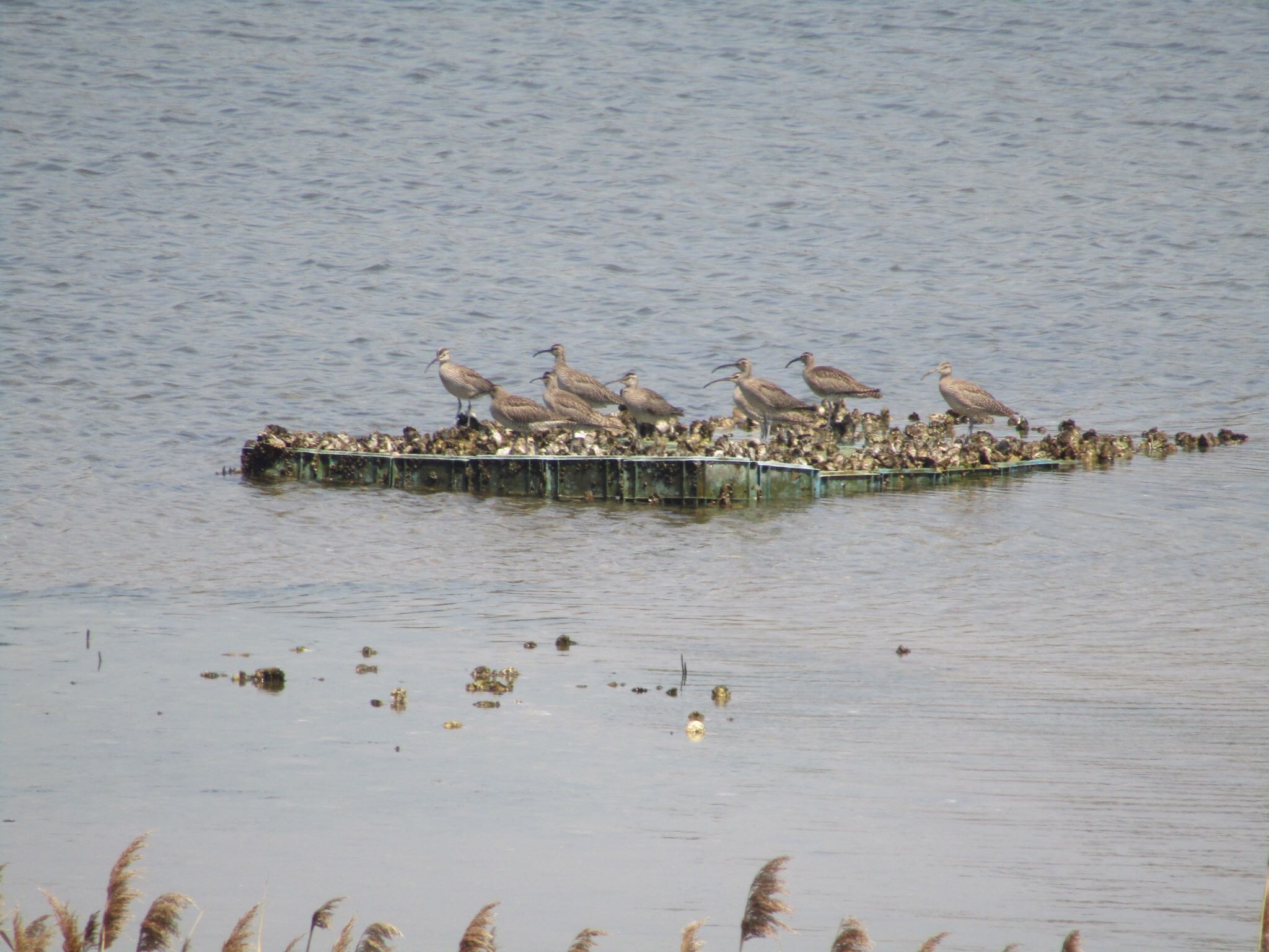 大阪南港野鳥園 チュウシャクシギの写真 by みゆう