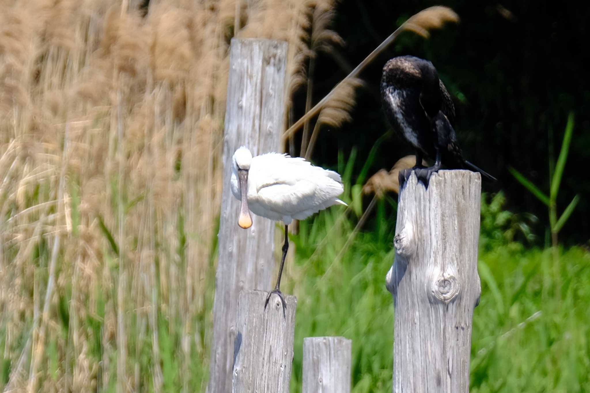 Photo of Eurasian Spoonbill at Kasai Rinkai Park by toru