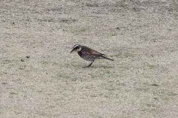 Dusky Thrush 相楽園 Sat, 3/6/2021