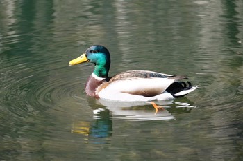 マガモ 芸術の森 2021年4月11日(日)