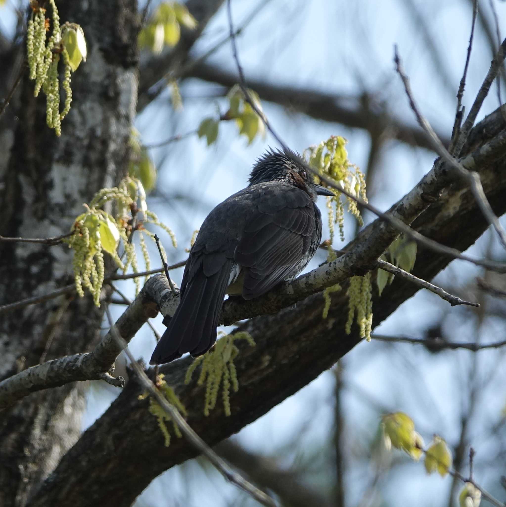 三重県上野森林公園 ヒヨドリの写真 by bmont520