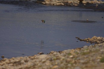 カワセミ 多摩川 2021年4月9日(金)