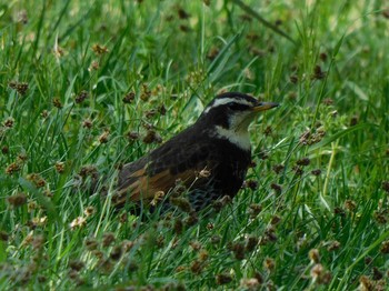 Dusky Thrush 氏家ゆうゆうパーク(さくら市氏家) Tue, 4/20/2021